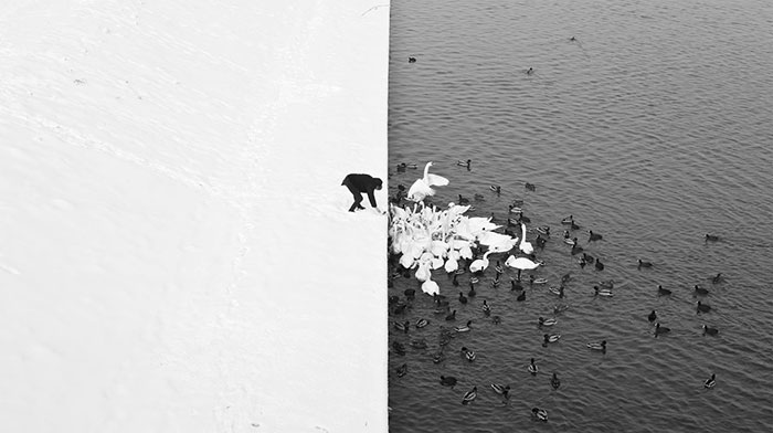 Hombre dando de comer a los cisnes en la nieve
