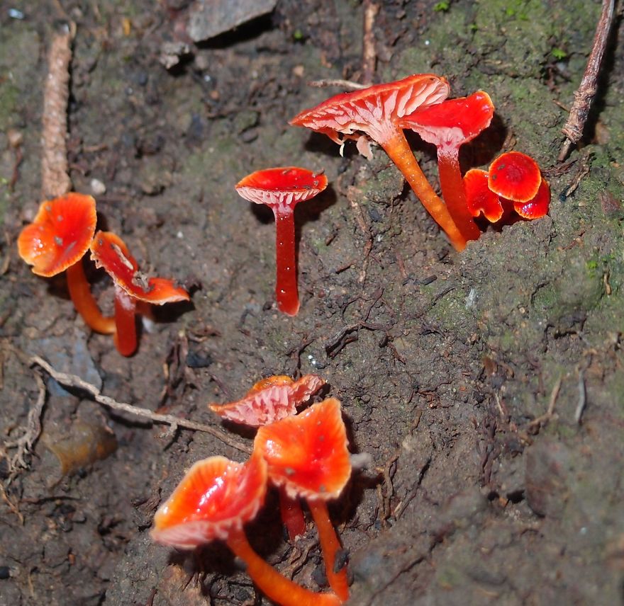 Unique Fungi Only Just Being Discovered In The Australian Bush