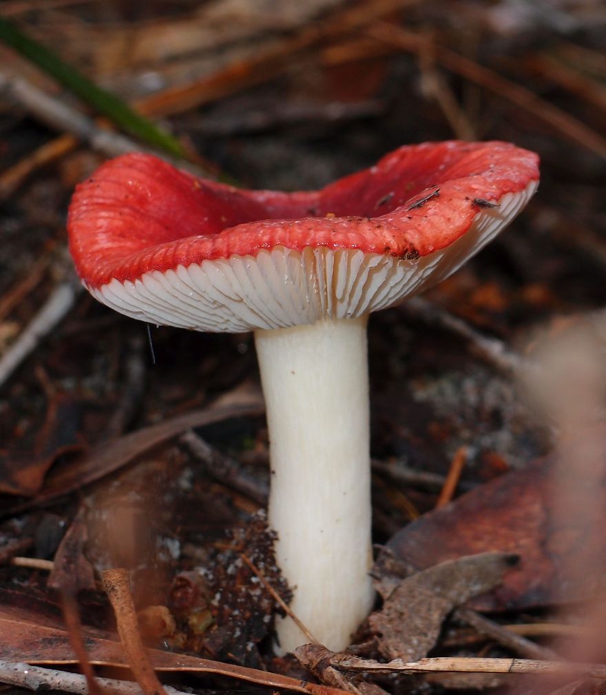 Unique Fungi Only Just Being Discovered In The Australian Bush