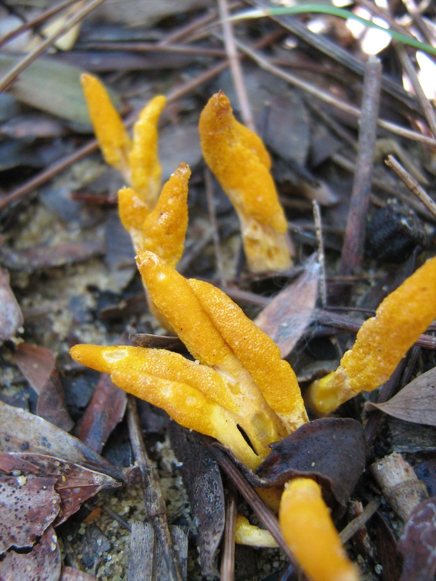 Unique Fungi Only Just Being Discovered In The Australian Bush