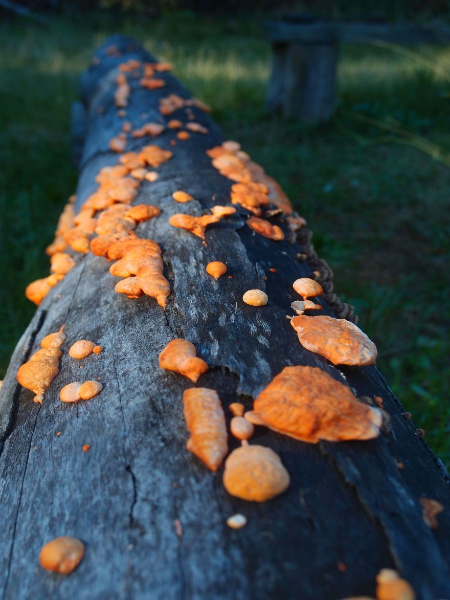 Unique Fungi Only Just Being Discovered In The Australian Bush