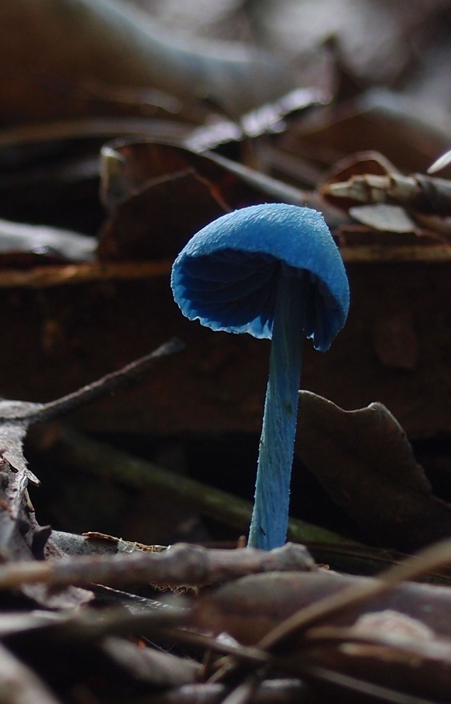 Unique Fungi Only Just Being Discovered In The Australian Bush