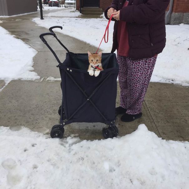 Ziggy, Our New Kitten, Out For His First Buggy Ride! He Lets Us Know What He Wants To Do And Where He Wants To Go! He Has Us Wrapped Around His Lil Paws!!