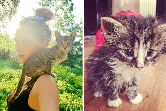 This Girl From Latvia Rescued More Than 350 Homeless Cats During Last 2 Years