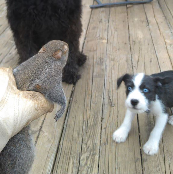 My Sister's Dog Blue Seeing A Squirrel For The First Time