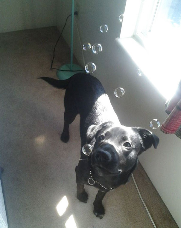 My Pup, Zarra, Seeing Bubbles For The First Time