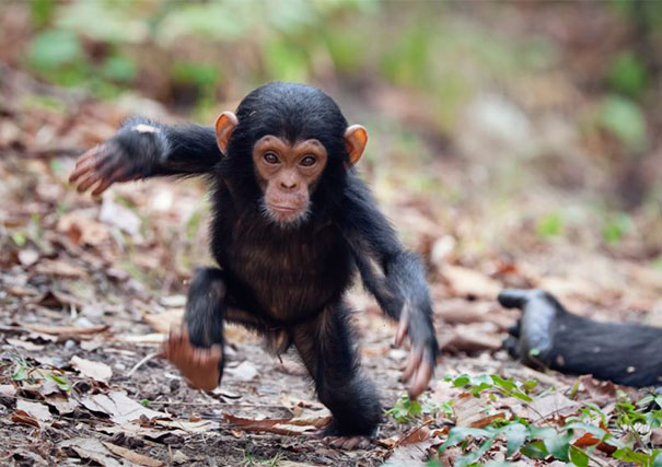A Baby Chimpanzee Looks A Little Unsteady On His Feet As He Takes His First Steps Away From His Mum
