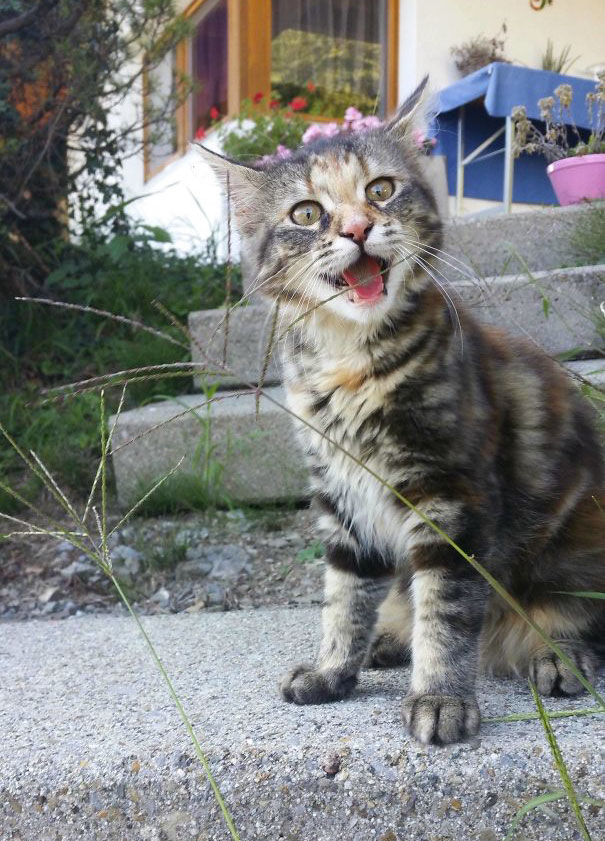 Let My Kitten Go Outside For The First Time. She Seems Quite Happy I Suppose