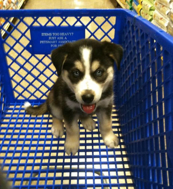 My Friends Pup Went Shopping For The First Time