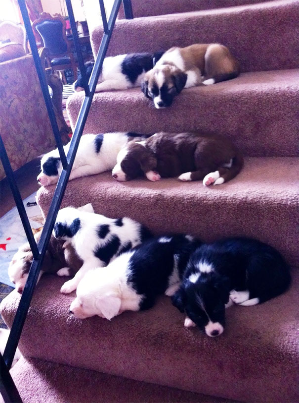 First Time Going Down The Stairs On Their Own. Apparently The Trip Was Exhausting