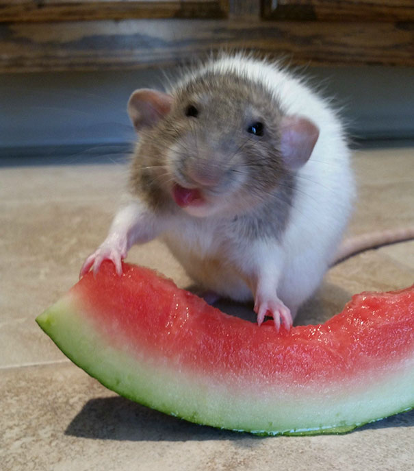 My Rat Tries Watermelon For The First Time