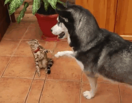 Husky Meets A Cat For The First Time
