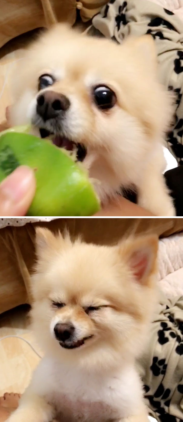 Mimi Tries A Lime For The First Time