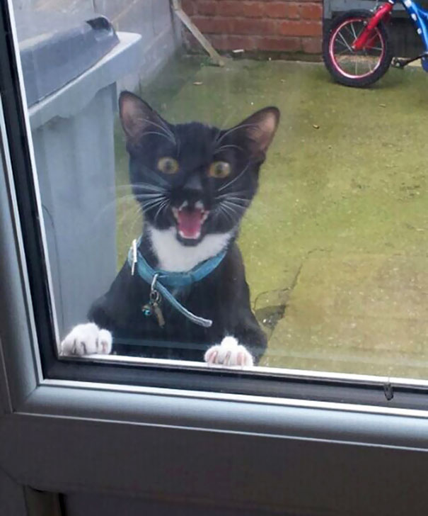 My Sister Let Her Cat Out For The First Time