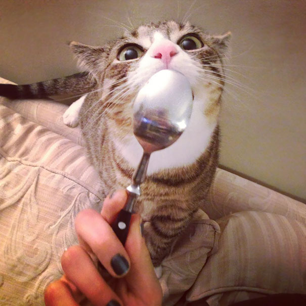 My Cat Tries Ice Cream For The First Time