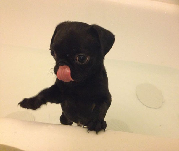 Baby Pugs First Bath