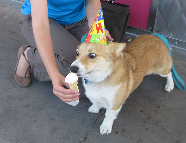 Corgi Puppy Sees Ice Cream For The First Time Ever