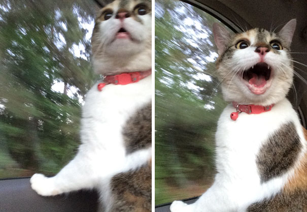 My Cat’s First Car Ride