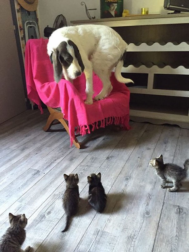 Meeting Little Kittens For The First Time