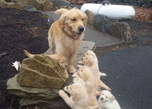Patriot Meets His Puppies For The First Time