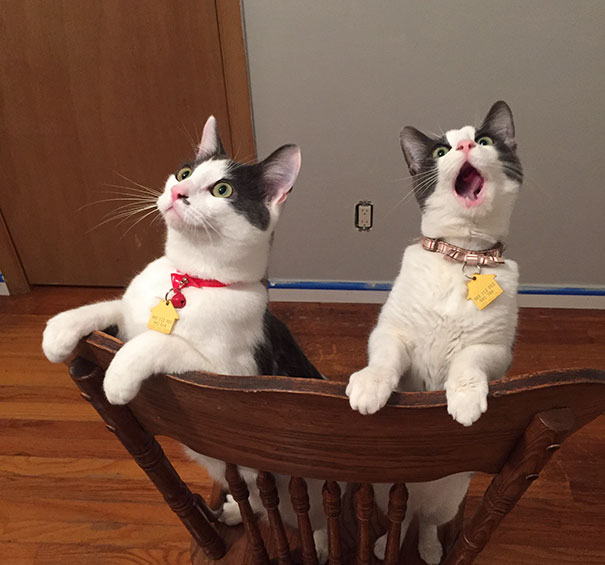 My Cats' Reaction To Seeing The Ceiling Fan Move For The First Time