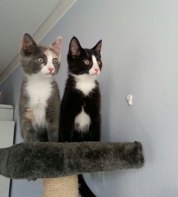 Brother And Sister Seeing Birds For The First Time