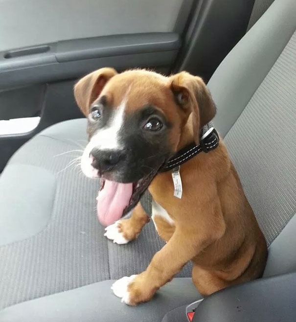 I Know You Guys Like Dogs. Meet My New Puppy Dan. First Time In Car Going To Pick Up Wife From Work