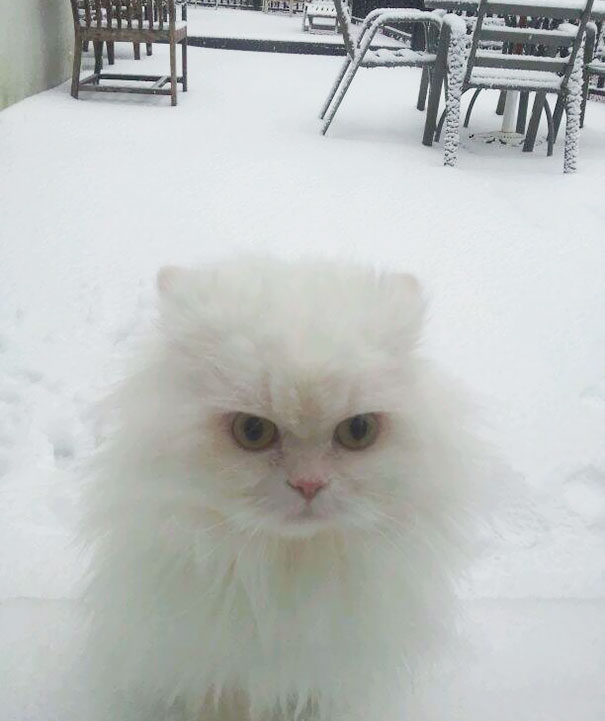 Flour Experienced Snow For The First Time Today. She Is Not Impressed
