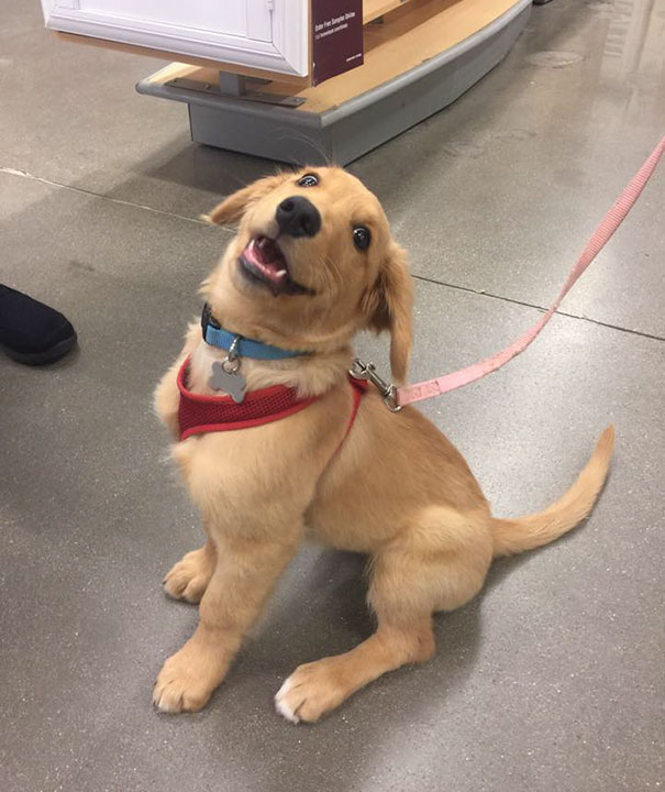 This Is Ralph. It's His First Time Out In Public. 11/10 Good Boy