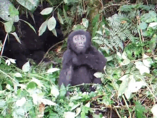 Baby Gorilla Chest Pounds For The First Time