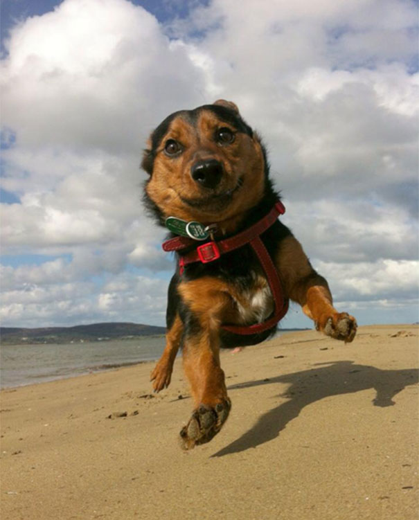Puppy Eddie's First Time At The Beach (He Levitates With Happiness)