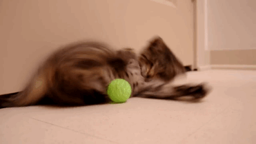 Oskar The Blind Kitten Playing With Toys For The First Time