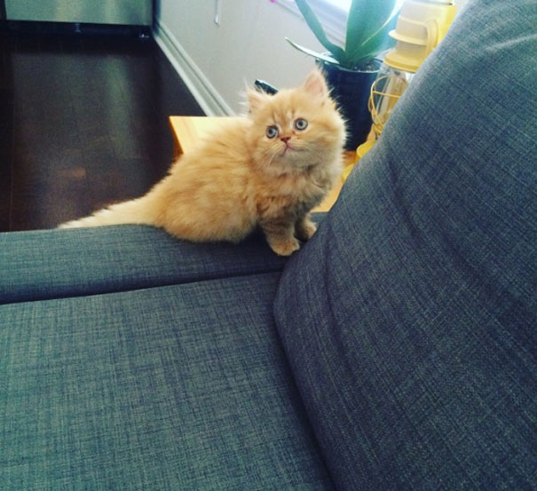 Our New Kitten, Clementine. She Just Climbed Up The Couch For The First Time