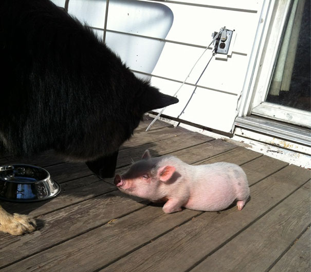 My Piglet Dexter Meeting My German Shepard For The First Time