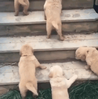 Golden Retriever Puppies Trying Stairs For The First Time