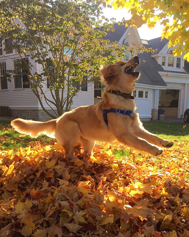 Puppy Playing In The Leaves For The First Time