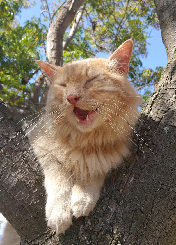Been Taking My Cat To The Park For Leash Training. Yesterday Was His First Time In A Tree