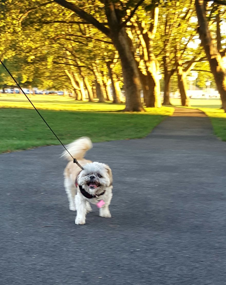 I Took Photos Of My Dog While Walking Her Through A Park And She Looks Like The Happiest Dog Alive