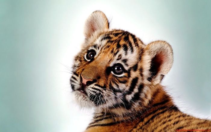 Baby Cute Tiger