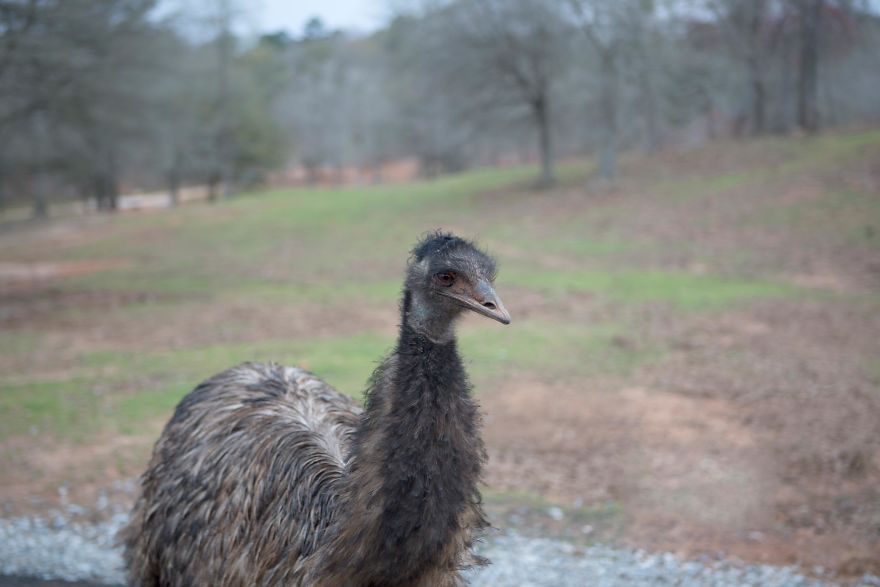 Is That Bird Looking Into My Soul?