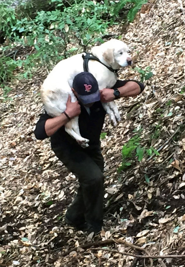 Blind Dog Is Found In The Mountains 8 Days After She Disappeared