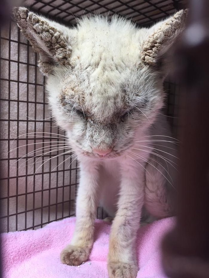 "Blind" Stray Cat Surprises Rescuer After Revealing Incredible Beauty Of His Eyes