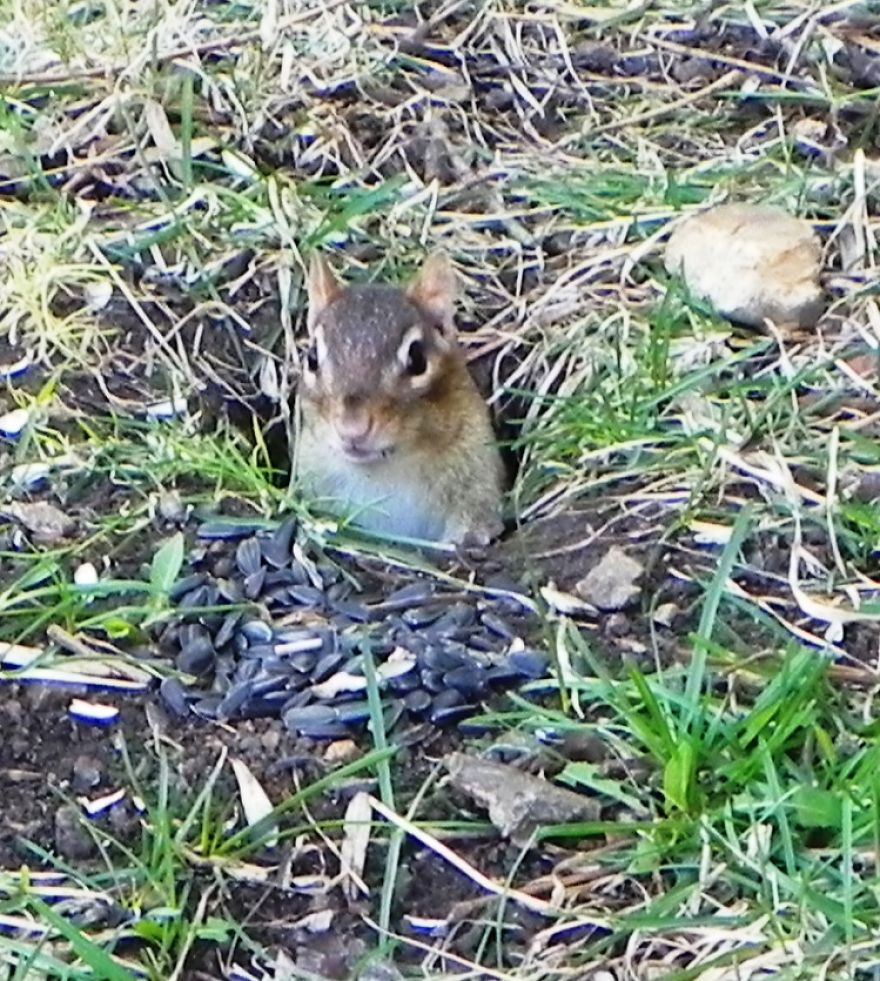 My Chipmunk Friends
