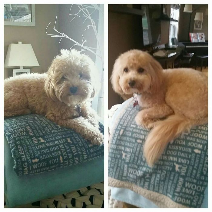 Penny The Micro Goldendoodle Before And After Her Spa Day😊
