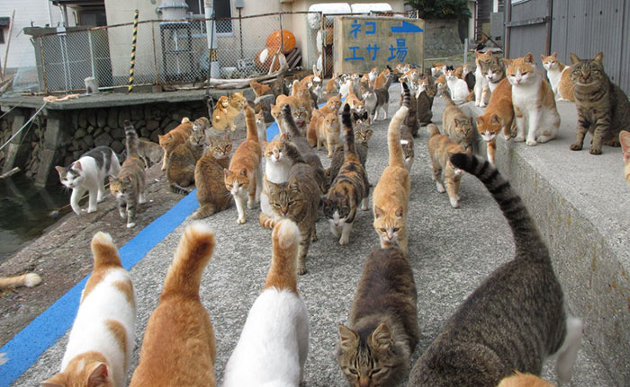 It's Quite Hard To Stand Out. Cat Island, Japan