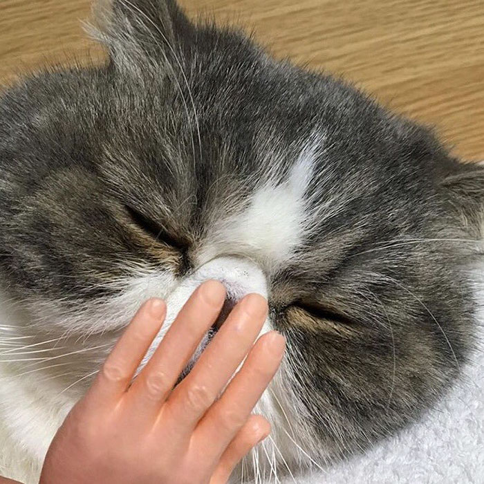 This Cat With Prosthetic Human Hands Is Going Viral