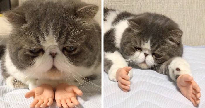 This Cat With Prosthetic Human Hands Is Going Viral Bored Panda
