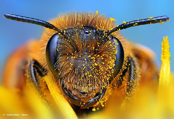 Cheerios Will Send You 500 Wildflower Seeds For Free To Help Save The Bees