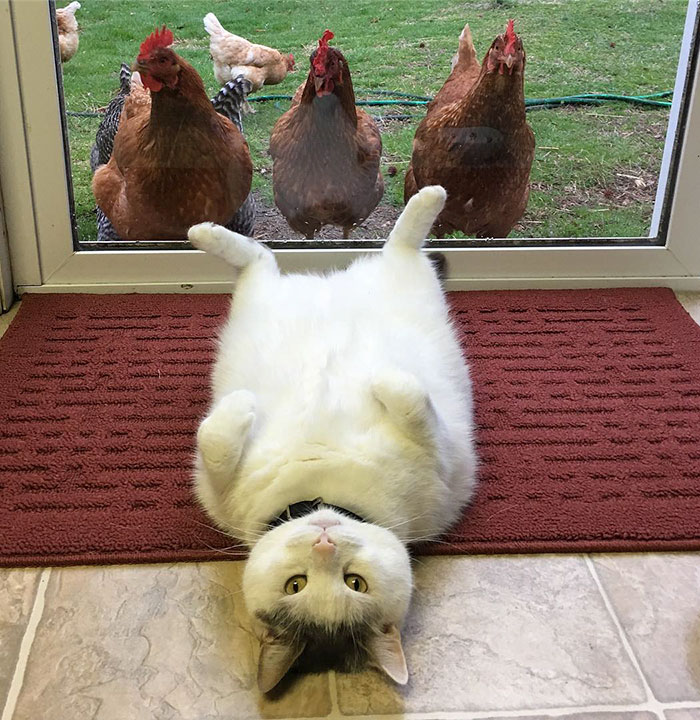 This Cat Has No Idea Why Chicks Are Going Crazy Over Him