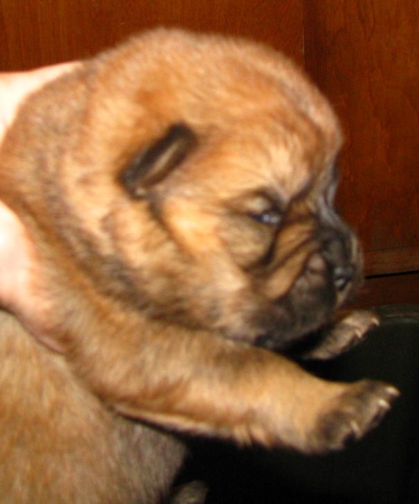 Ching-a-ling, 2 Weeks Old Female Chow Chow